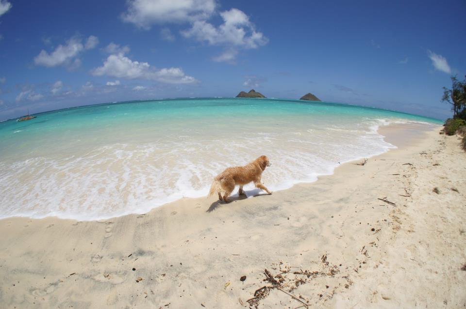 ハワイ海、犬